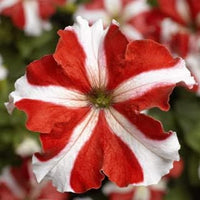 White & Red Petunia Flower seeds for Planting - Easy to Grow, Heirloom & GMO Free Seeds for Home Garden
 
 Sale for planting in home garden