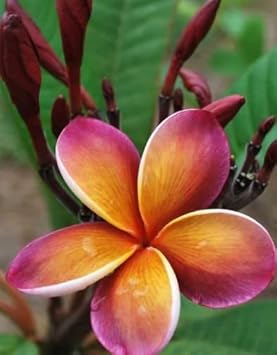 Purple Yellow Frangipani Flower seeds for Planting - Compact Growth, Heirloom & GMO Free Seeds for Home Garden
 
 Sale seeds for planting in home garden