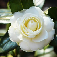 White Camellia Flower Seeds for Planting Perfect for Borders Heirloom & GMO Free Seeds for Home Garden
 
 Sale