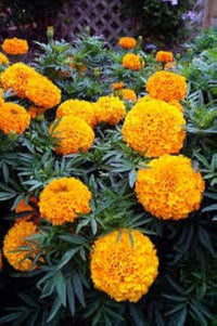Marigold Seeds for Planting Tagetes Erecta flower bed vegetable garden