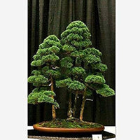 Wacholder Bonsai Tree Seeds for Planting home garden flower bed