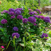 Lavender Hydrangea Flower seeds for Planting - Perfect for Borders, Heirloom & GMO Free Seeds for Home Garden