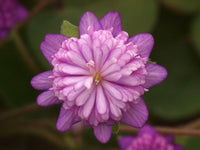 Alpine Flower Seeds for Planting Alpine Mix highland rock garden