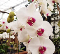 White Red Phalaenopsis Orchid Flower seeds for Planting - Fragrant Blossoms, Heirloom & GMO Free Seeds for Home Garden