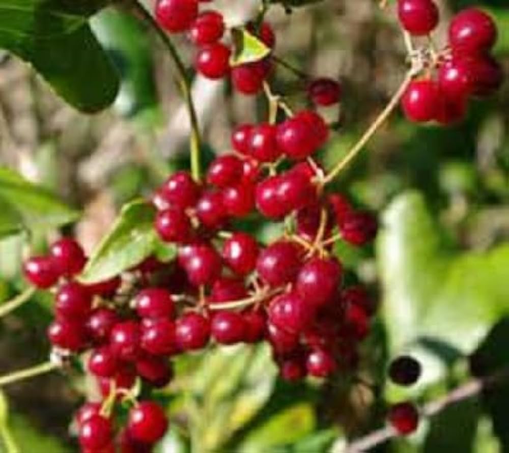 Sarsaparilla Nostrana Fruit Planting Seeds - Grow Delicious Fruit at Home