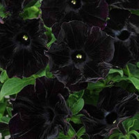 Petunia Bonsai Balcony Garden Flower Seeds