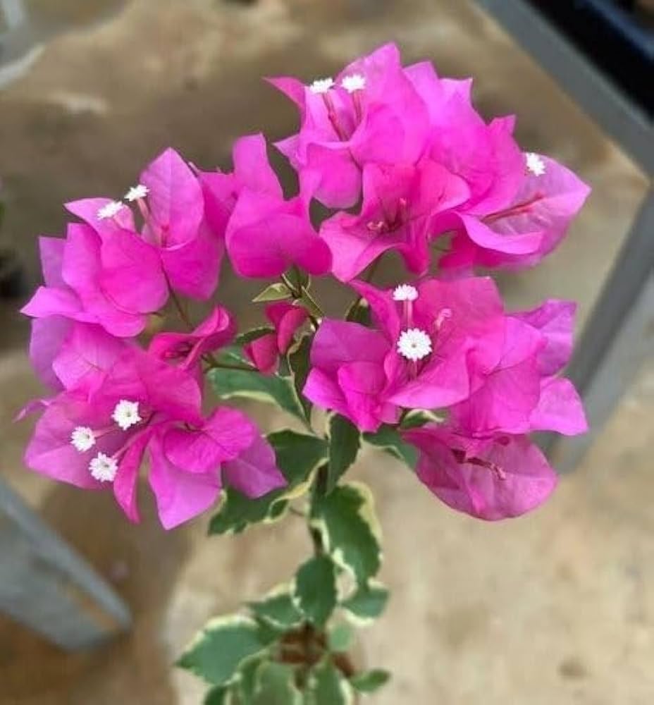 Pink Bougainvillea Flower seeds for Planting Premium Quality Heirloom & GMO Free Seeds for Home Garden 
 
 Sale