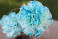 White Blue Dianthus Caryophyllus Flower Seeds for Planting Perfect for Borders Heirloom & GMO Free Seeds for Home Garden
 
 Sale