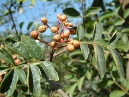 Brown Zanthoxylum Flower seeds for Planting - Wildflower Mix, Heirloom & GMO Free Seeds for Home Garden
 
 Sale for planting in home garden.