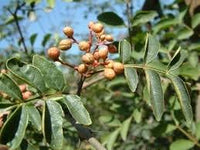 Brown Zanthoxylum Flower seeds for Planting - Wildflower Mix, Heirloom & GMO Free Seeds for Home Garden
 
 Sale for planting in home garden.