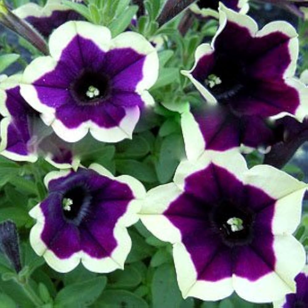 Dark Purple Magenta Petunia Seeds Flower seeds for Planting - Hardy Variety, Heirloom & GMO Free Seeds for Home Garden