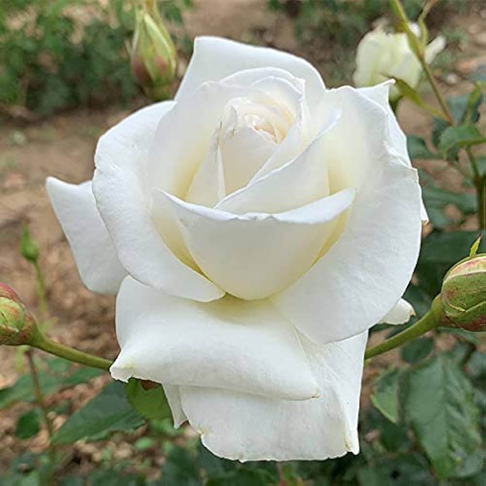 Rose Flower Seeds for Timeless Garden Elegance