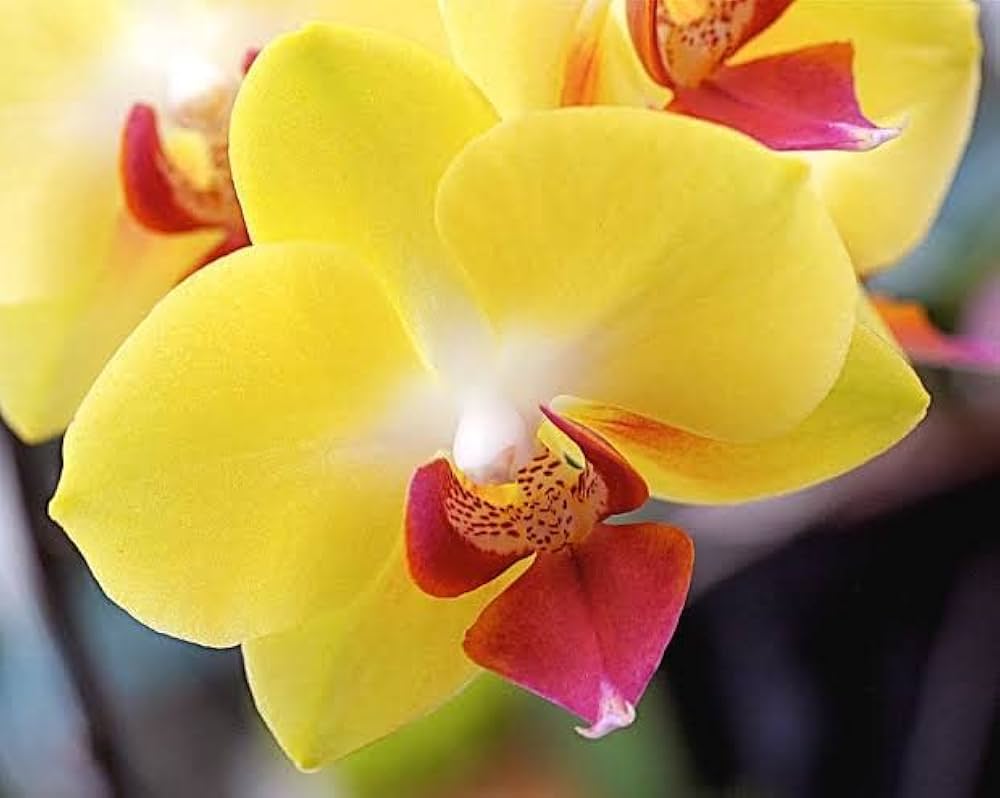 Yellow Phalaenopsis Orchid Flower seeds for Planting Seasonal Bloomer Heirloom & GMO Free Seeds for Home Garden