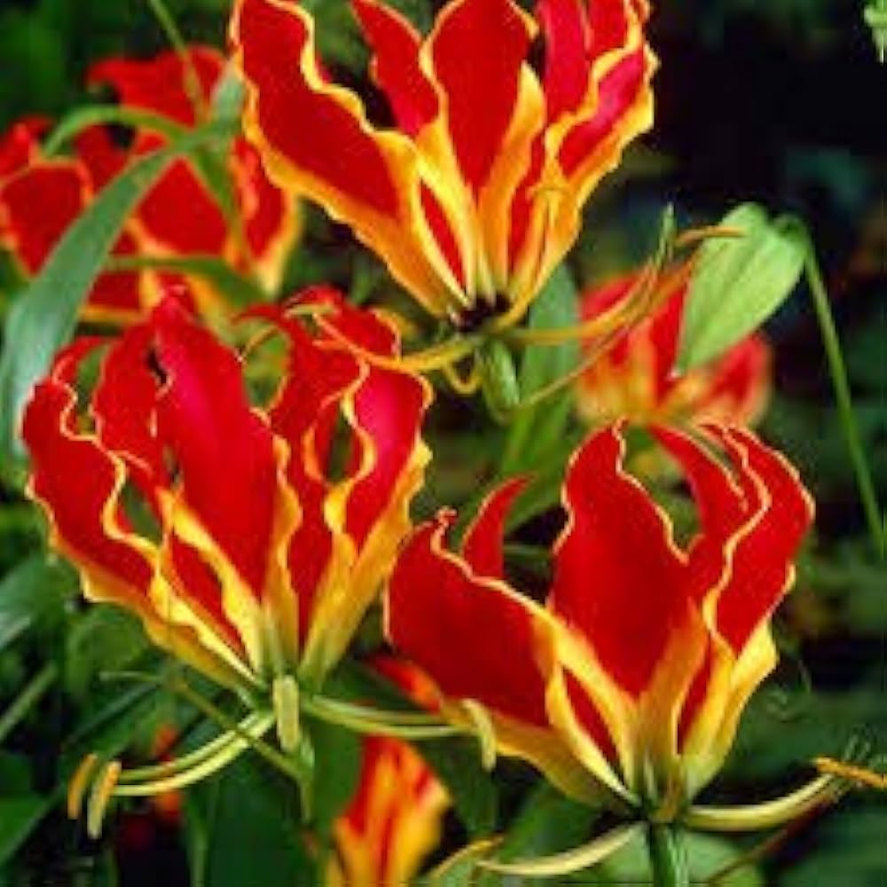Yellow Red Gloriosa Superba Flower seeds for Planting - Bright Blooms, Heirloom & GMO Free Seeds for Home Garden