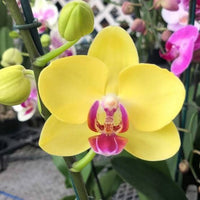 Red Yellow Phalaenopsis Orchid Flower Seeds for Planting Vibrant Colors Heirloom & GMO Free Seeds for Home Garden
 
 Sale