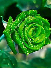 Dark Green Rose Flower Seeds for Planting Shade Tolerant Heirloom & GMO Free Seeds for Home Garden  Sale