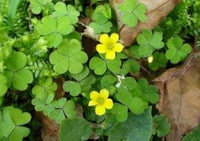 Army Green Four Leaf Clover for Planting Long Bloom Season Heirloom & GMO Free Seeds for Home Garden
 
 Sale