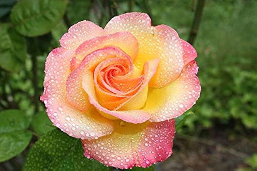 Light Pink & Yellow Rose Seeds for Planting – Heirloom NONGMO Flower Seeds – Easy to Grow Garden Roses 
 
 Sale