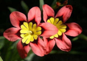 Thick Pink Sparaxis Flower seeds for Planting - Colorful Display, Heirloom & GMO Free Seeds for Home Garden