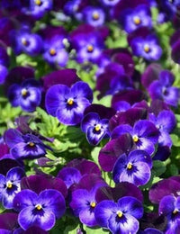 Navy Blue Swiss Giant Ullswater Purple Flower Seeds for Perennial Garden Design