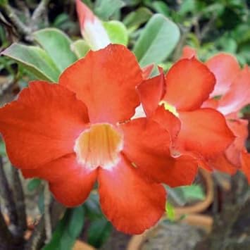 Adenium Obesum Orange Flower seeds for Planting - Seasonal Bloomer, Heirloom & GMO Free Seeds for Home Garden
 
 Sale for planting in home garden