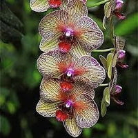 Cymbidium Orchid Flower seeds for Planting - Long Bloom Season, Heirloom & GMO Free Seeds for Home Garden
 
 Sale seeds for home garden