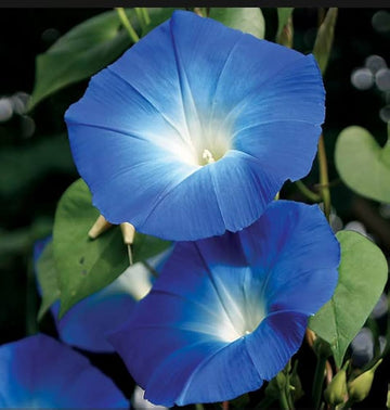 Giant Blue Moon Flower Seeds for Planting | Premium Flower Seeds for Vibrant Gardens