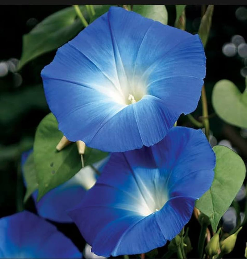 Giant Blue Moon Flower Seeds for Planting | Premium Flower Seeds for Vibrant Gardens