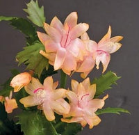 Zygocactus Peach Flower seeds for Planting - Low Maintenance, Heirloom & GMO Free Seeds for Home Garden
 
 Sale for planting in home garden.