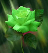 Green Roses Flower seeds for Planting Compact Growth Heirloom & GMO Free Seeds for Home Garden 
 
 Sale
