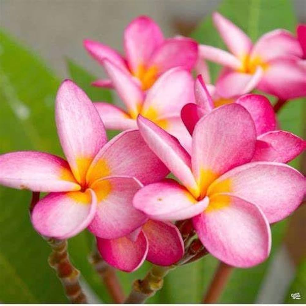 Dark Pink Frangipani Flower seeds for Planting - Cottage Garden Essential, Heirloom & GMO Free Seeds for Home Garden