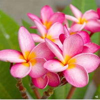 Dark Pink Frangipani Flower seeds for Planting - Cottage Garden Essential, Heirloom & GMO Free Seeds for Home Garden