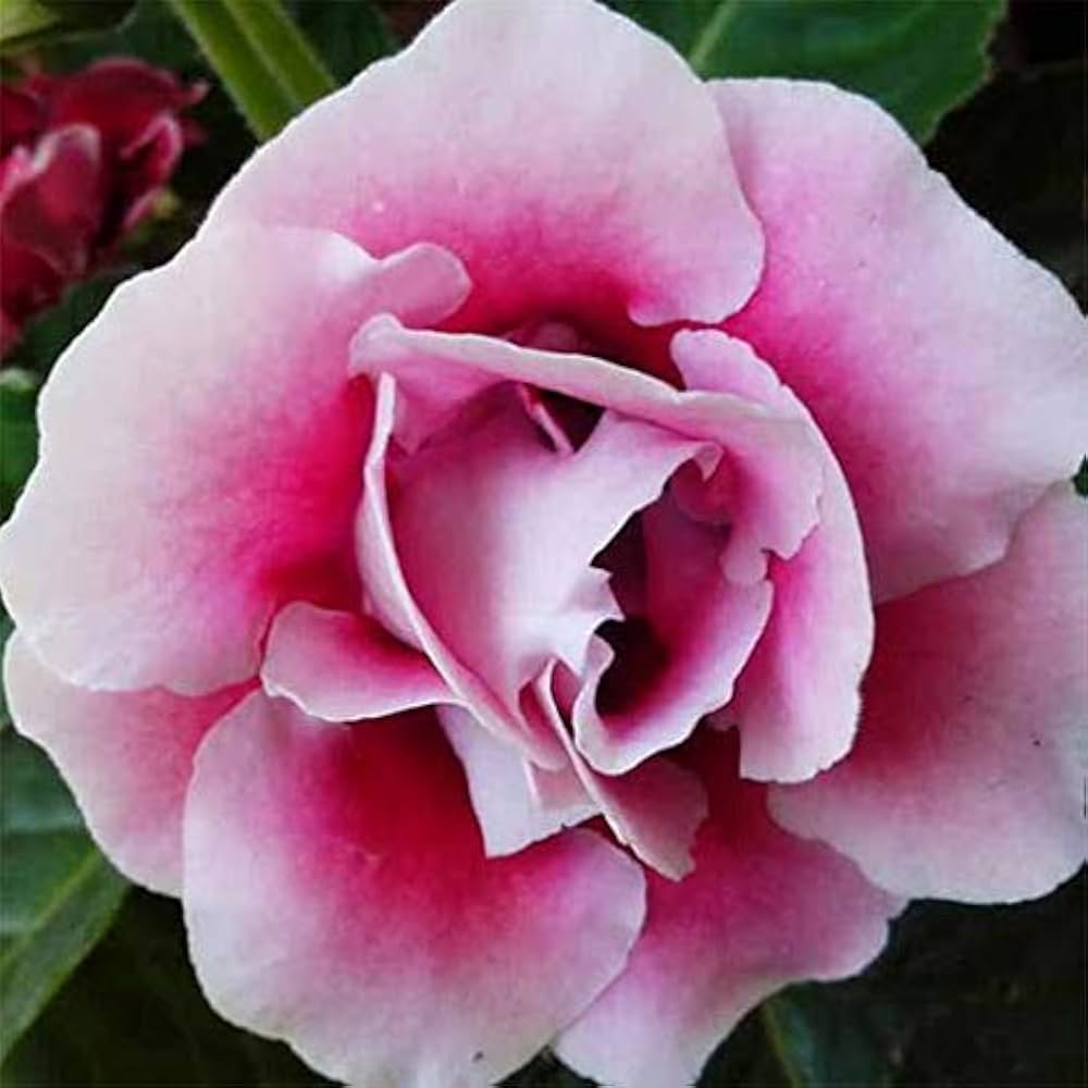 Soft Pink Brazilian Gloxinia Flower Seeds for Planting Sun Loving Heirloom & GMO Free Seeds for Home Garden
 
 Sale