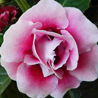 Soft Pink Brazilian Gloxinia Flower Seeds for Planting Sun Loving Heirloom & GMO Free Seeds for Home Garden
 
 Sale