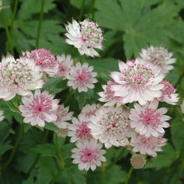 Heirloom Astrantia Flower seeds for Planting Cottage Garden Essential Heirloom & GMO Free Seeds for Home Garden