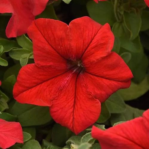 Petunia Supercascade Red Flower seeds for Planting - Wildflower Mix, Heirloom & GMO Free Seeds for Home Garden