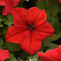 Petunia Supercascade Red Flower seeds for Planting - Wildflower Mix, Heirloom & GMO Free Seeds for Home Garden