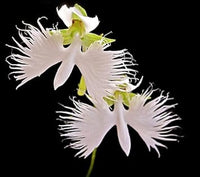 Heirloom Radiata Flower seeds for Planting Premium Quality Heirloom & GMO Free Seeds for Home Garden 
 
 Sale for planting in home garden