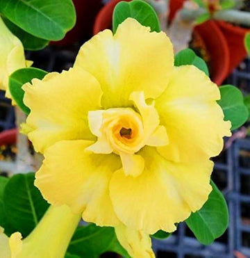Yellow Adenium Obesum Flower Seeds for Planting