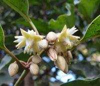 Mimusops Flower seeds for Planting Garden Favorite Heirloom & GMO Free Seeds for Home Garden 
 
 Sale