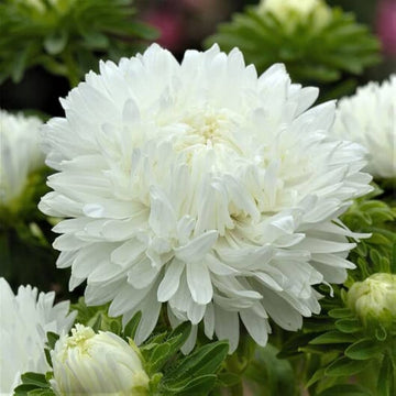 White Peony Flower Seeds for elegant, pure garden blooms