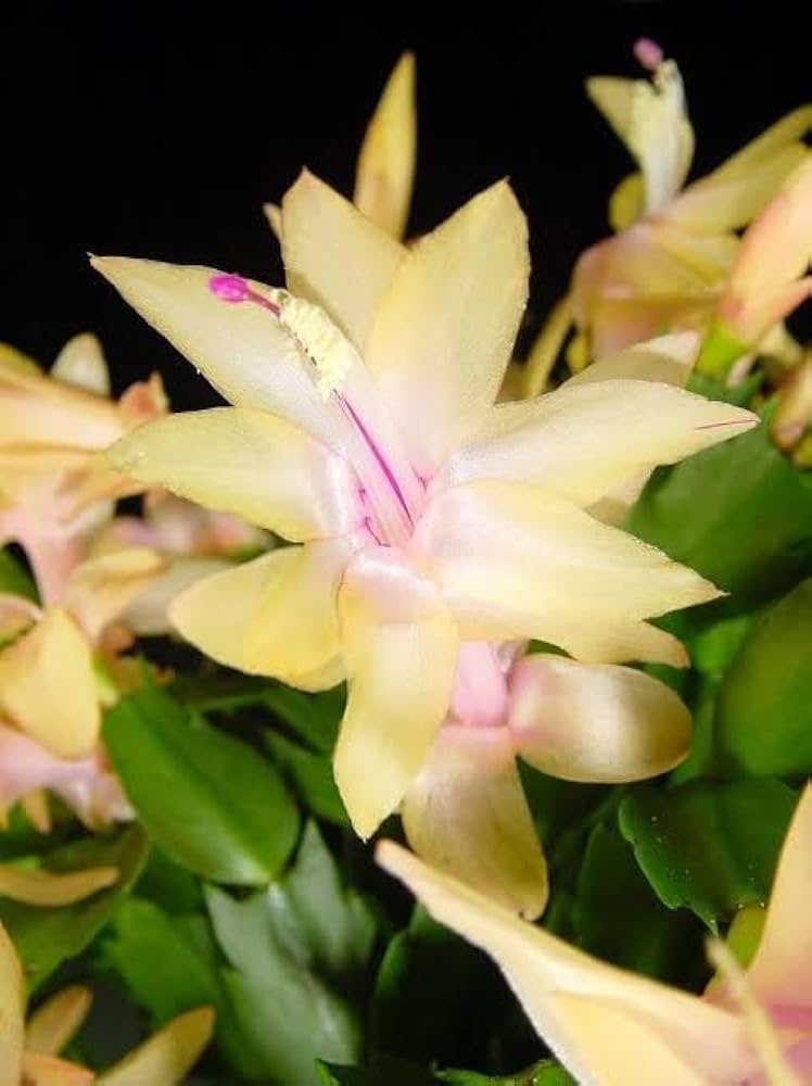 Yellow Schlumbergera Flower seeds for Planting - Garden Favorite, Heirloom & GMO Free Seeds for Home Garden