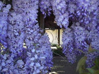 Wisteria Sinensis Flower Seeds (Glyzinienblumensamen)
