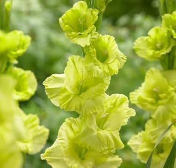 Gladiolus Dark Green Flower seeds for Planting - Vibrant Colors, Heirloom & GMO Free Seeds for Home Garden
 
 Sale seeds for home garden