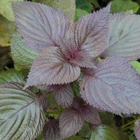 Purple Perilla Leaf Flower seeds for Planting - Long Bloom Season, Heirloom & GMO Free Seeds for Home Garden
 
 Sale seeds for home garden