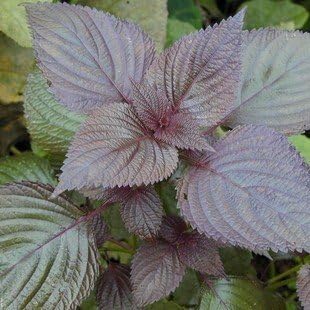 Purple Perilla Leaf Flower seeds for Planting - Long Bloom Season, Heirloom & GMO Free Seeds for Home Garden
 
 Sale seeds for home garden