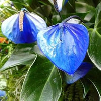 Sky Blue Anthurium Flower seeds for Planting Cut Flower Favorite Heirloom & GMO Free Seeds for Home Garden