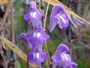 Blue Skullcap Flower seeds for Planting - Shade Tolerant, Heirloom & GMO Free Seeds for Home Garden
 
 Sale seeds for planting in home garden