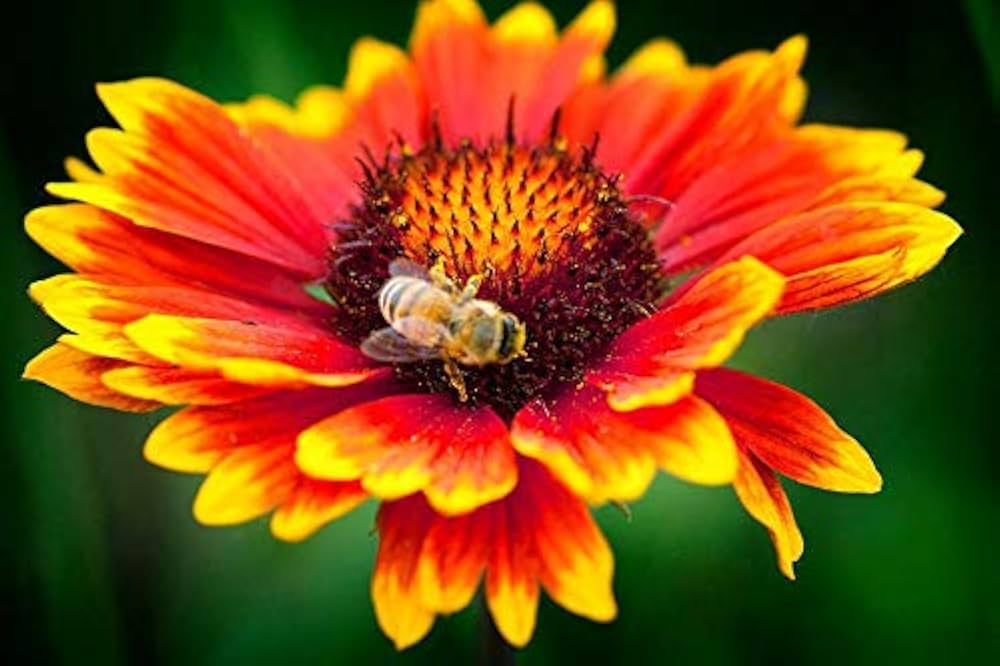 Kokardenblume Seeds – Native American Wildflowers for Bees & Butterflies