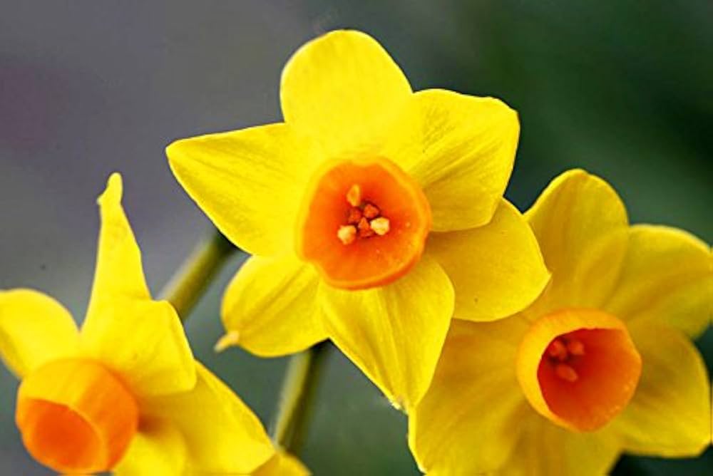 Yellow Orange Narcissus Flower Seeds for Planting Wildflower Mix Heirloom & GMO Free Seeds for Home Garden
 
 Sale